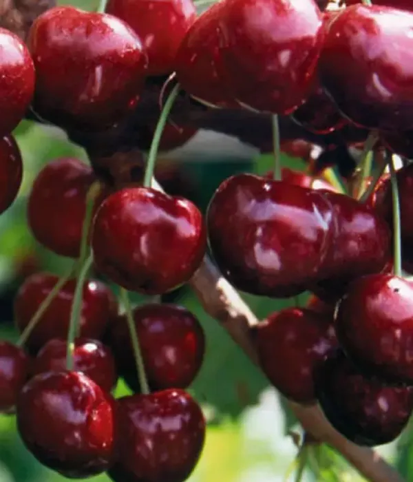 Čerešňa (Prunus avium) VALERY CHKALOV