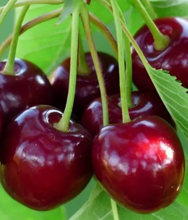 Čerešňo-višňa (Prunus x gondouinii) ŽIVICA