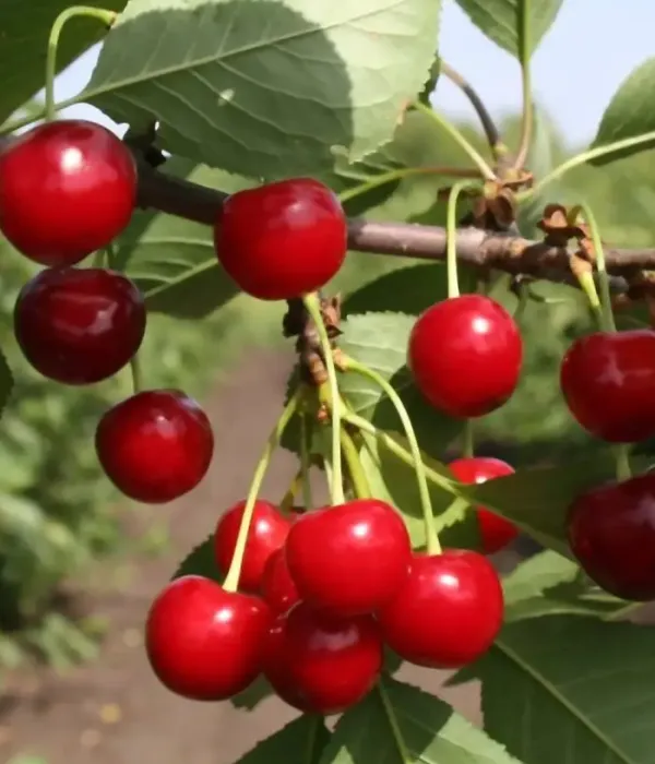 Višňa (Prunus cerasus) DESERTNAYA MOROZOVOI