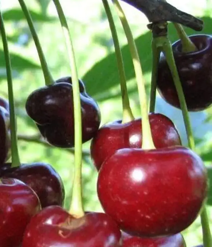Sauerkirschen (Prunus cerasus) MILAVICA - Tutifruti, s.r.o.