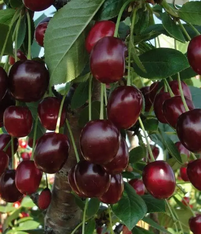 Višňa (Prunus cerasus) PAMYATI ENIKEEVA - Tutifruti, s.r.o.