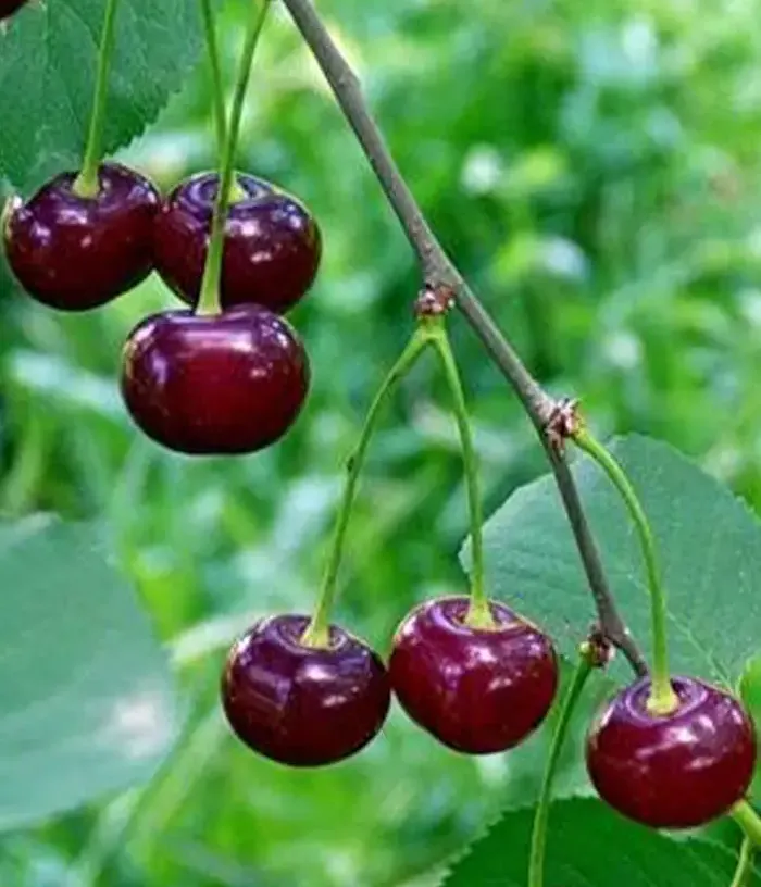 Sauerkirschen (Prunus cerasus) STUDENCHESKAYA - Tutifruti, s.r.o.