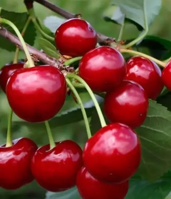 Sauerkirschen (Prunus cerasus) SHALUNYA