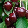 BIO Čerešňa AROMA SPUR SÄULENSÜßKIRSCHE DUNKELROT (stĺpová)