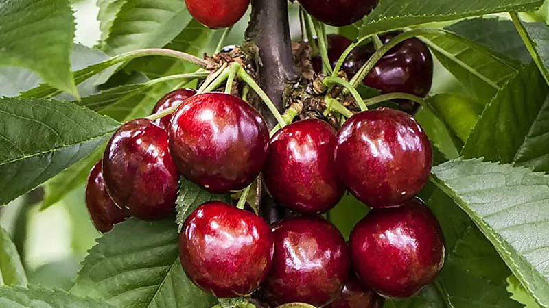 Sie suchen Kirschen für Ihren Garten? Versuchen Sie diese winterharten Sorten