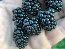 Černica (Rubus fruticosus) ARAPAHO - Tutifruti, s.r.o. (SK)