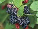 Černica (Rubus fruticosus) ARAPAHO - Tutifruti, s.r.o. (SK)