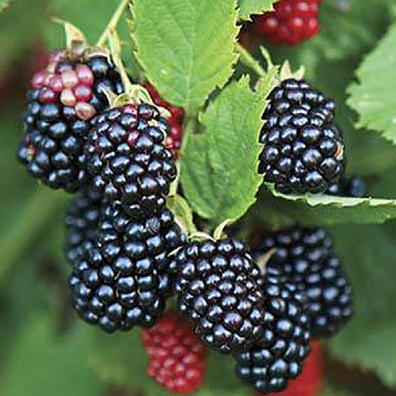 Brombeere (Rubus fruticosus) ASTERINA