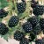 Blackberries