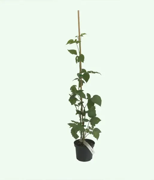 Černica (Rubus fruticosus) ARAPAHO - Tutifruti, s.r.o. (SK)