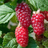 BUCKINGHAM TAYBERRY ( Rubus x tayberry) 