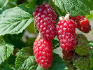 BUCKINGHAM TAYBERRY ( Rubus x tayberry) 