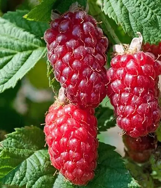 BUCKINGHAM TAYBERRY ( Rubus x tayberry) 
