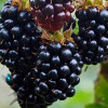 Brombeere (Rubus fruticosus) BLACK SATIN