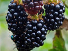 Brombeere (Rubus fruticosus) BLACK SATIN