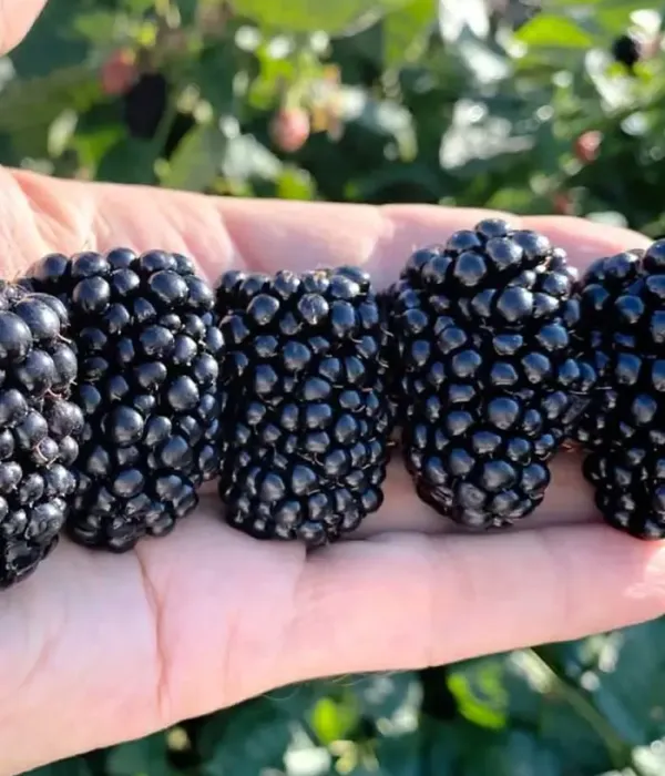Černica (Rubus fruticosus) NATCHEZ