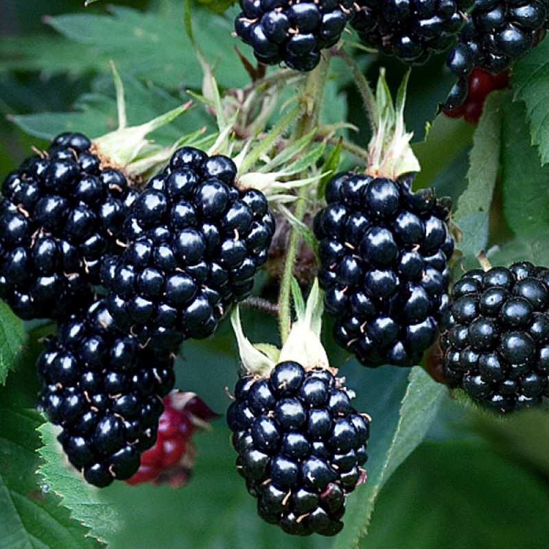 Brombeere (Rubus fruticosus) CHESTER