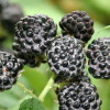 Brombeere (Rubus occidentalis) JEWEL