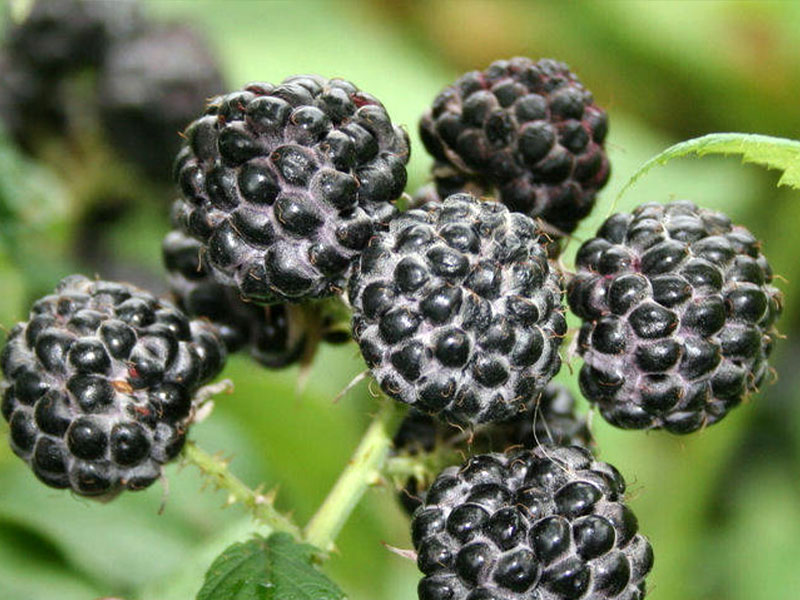 Brombeere (Rubus occidentalis) JEWEL