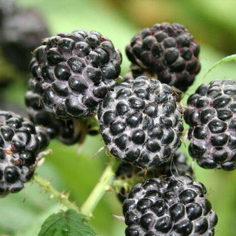 Brombeere (Rubus occidentalis) JEWEL