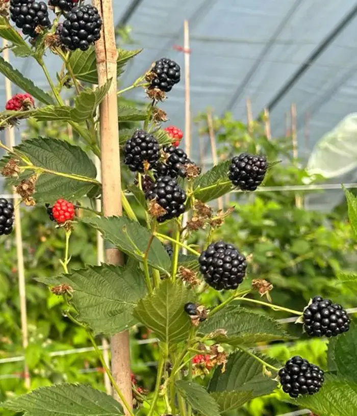Brombeere (Rubus fruticosus) JUHAS PBR - Tutifruti, s.r.o.