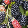 Bio Brombeere (Rubus fruticosus) THORNFREE