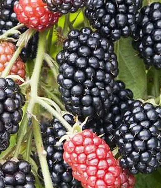 Brombeere (Rubus fruticosus) LOCH NESS