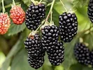 Brombeere (Rubus fruticosus) NAVAHO - Tutifruti SK
