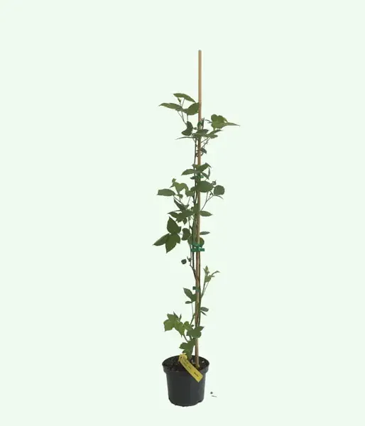 Brombeere (Rubus fruticosus) NAVAHO