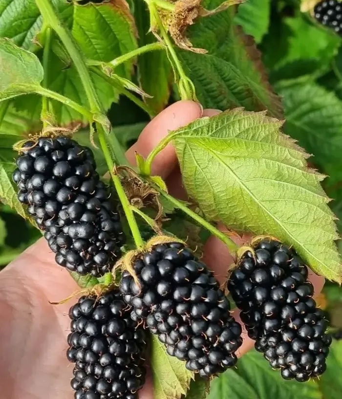 Brombeere (Rubus fruticosus) RELEVANT PBR - Tutifruti, s.r.o.