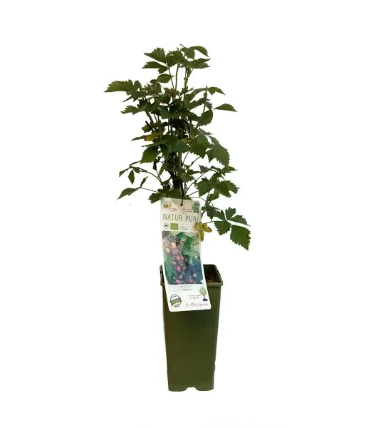 Bio Brombeere (Rubus fruticosus) THORNFREE