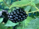 Brombeere (Rubus fruticosus) TRIPLE CROWN - Tutifruti SK