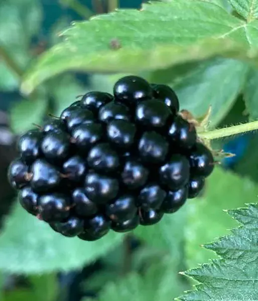 Brombeere (Rubus fruticosus) TRIPLE CROWN