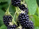 Brombeere (Rubus fruticosus) TRIPLE CROWN - Tutifruti SK