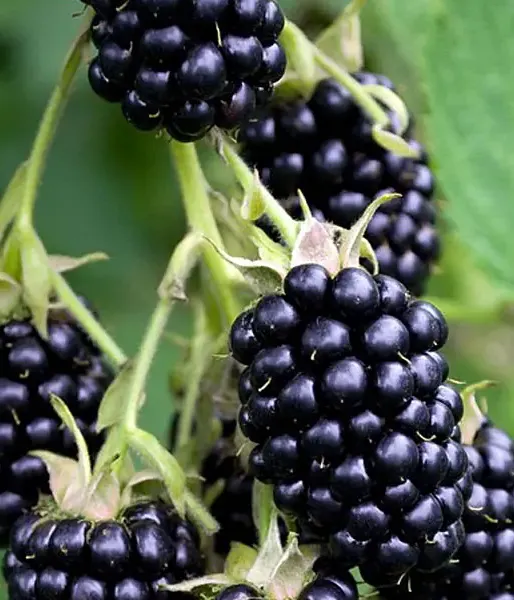 Brombeere (Rubus fruticosus) TRIPLE CROWN