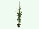 Brombeere (Rubus fruticosus) TRIPLE CROWN - Tutifruti SK