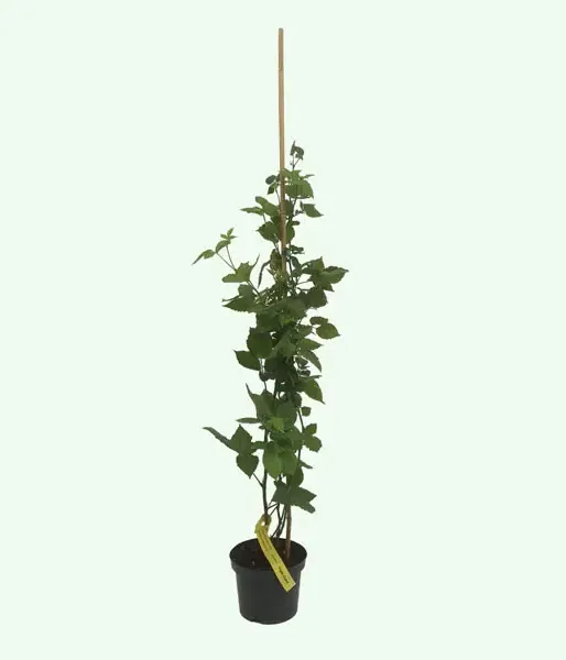 Brombeere (Rubus fruticosus) TRIPLE CROWN - Tutifruti SK