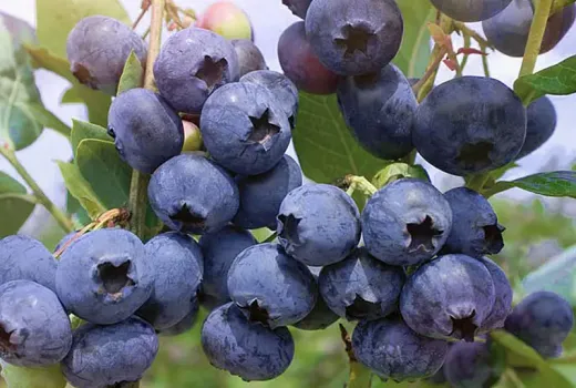 Návod na výber teplomilných čučoriedok: 3 mýty, ktoré vám bránia v bohatej úrode