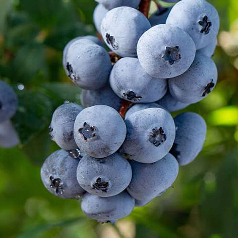 Heidelbeere (Vaccinium corymbosum) BRIGITTA BLUE