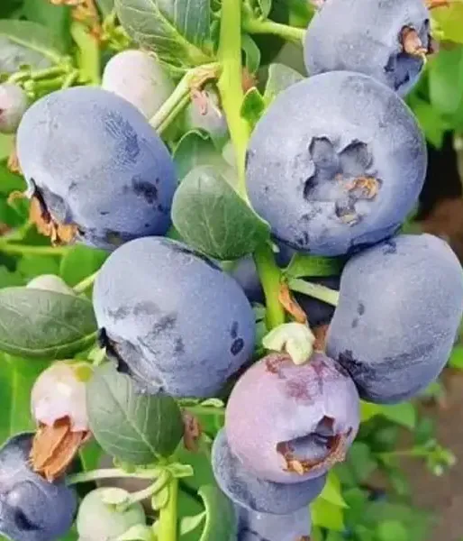 Heidelbeere (Vaccinium corymbosum x Vaccinium darrowii) CAPE FEAR