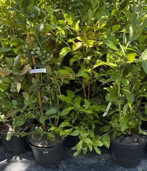Heidelbeere (Vaccinium virgatum) CLIMAX® 