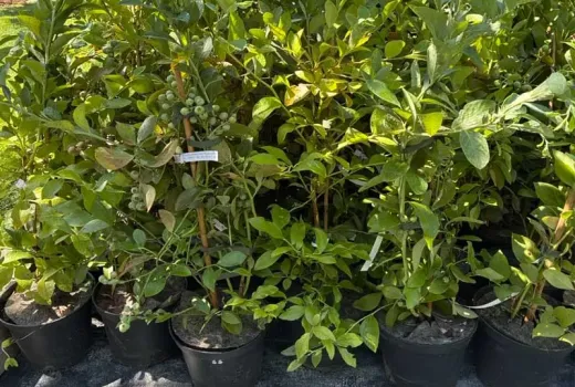 Wasser für Heidelbeeren: Qualität, pH-Wert & Salinität