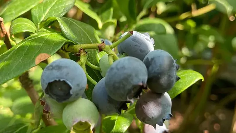 Blueberries: The Science of Taste, Texture, and Winter Sleep