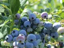 Heidelbeere (Vaccinium corymbosum) OLLE - Tutifruti SK