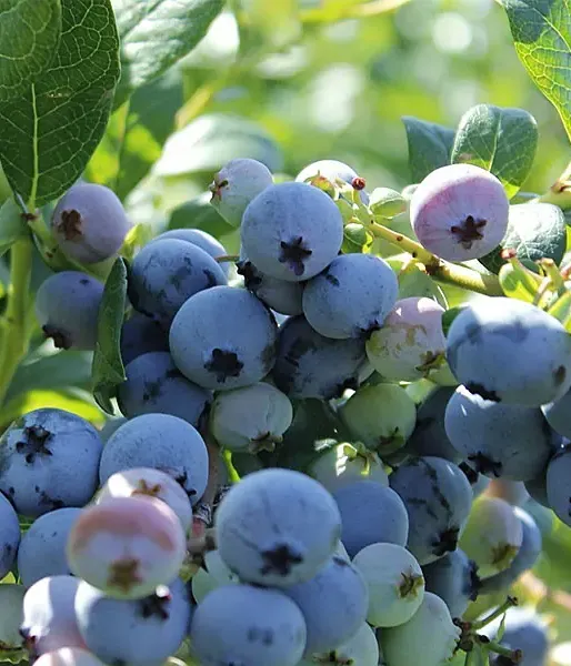 Čučoriedka (Vaccinium corymbosum) OLLE