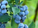 Heidelbeere (Vaccinium virgatum) PREMIER® - Tutifruti SK