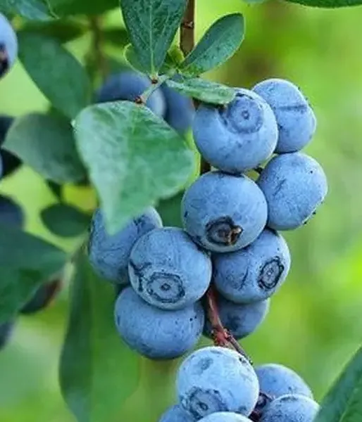 Heidelbeere (Vaccinium virgatum) PREMIER® 