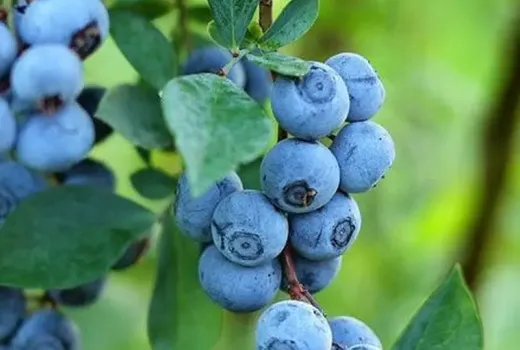 Rabbiteye Blaubeeren: Analyse der Sorten Climax, Premier, Brightwell und Delite