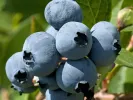 Čučoriedka (Vaccinium corymbosum x Vaccinium darrowii) MILLENNIA® - Tutifruti SK