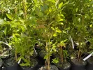 Heidelbeere (Vaccinium corymbosum x Vaccinium darrowii) STAR - Tutifruti SK